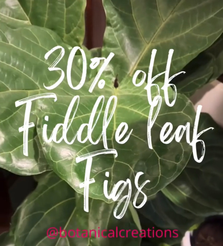 STOCKTAKE SALE CONTINUES & EVERLASTING RUBY JEWELS