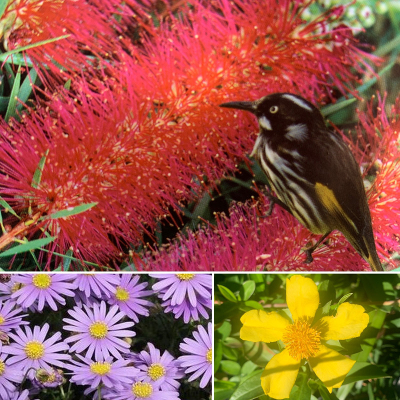 DWF Citrus TERRARIUMS Aussie WINNERS