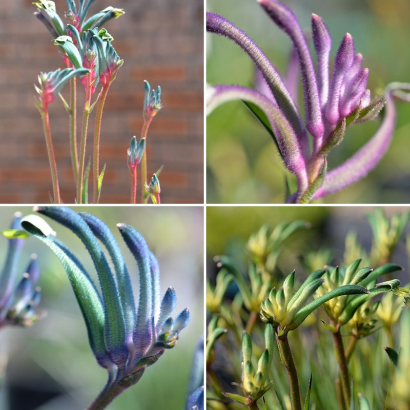 GIFTS FOR DAD  and CELEBRATION Kangaroo Paws ARE BACK