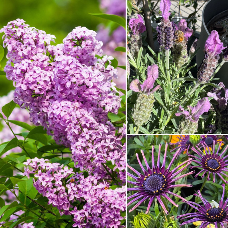 LILACS AND LAVENDER & *NEW* BORONIA