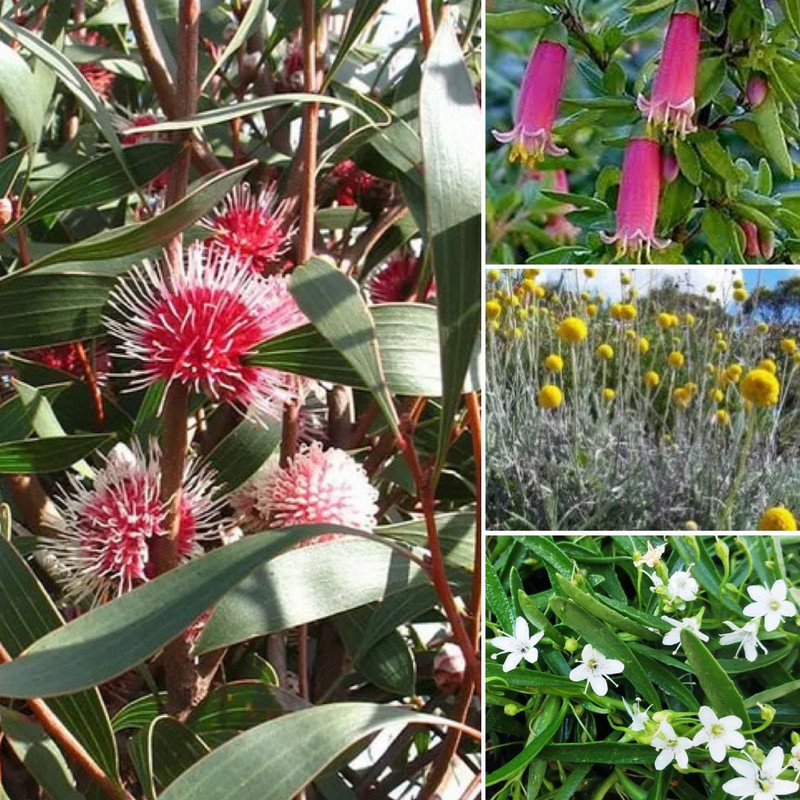 NATIVE BLOSSOM SPRING PLUS Money Plants & Big Ears