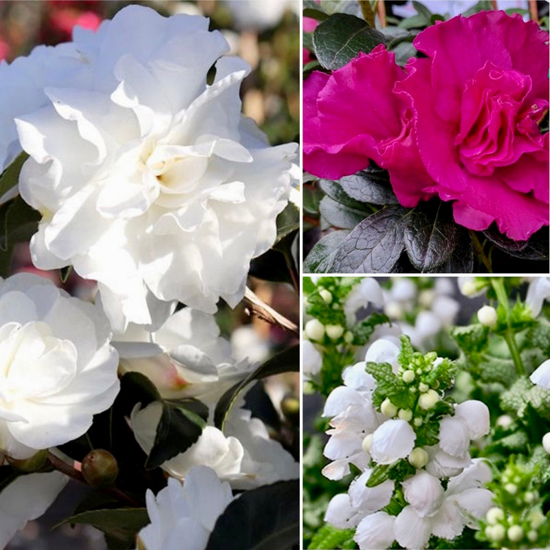 AVALANCHE ?COLOUR?PRETTY MAIDENS