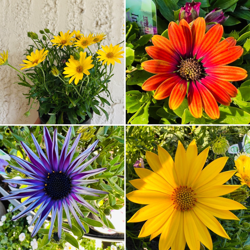 Daisies in Flower, PINK! everywhere