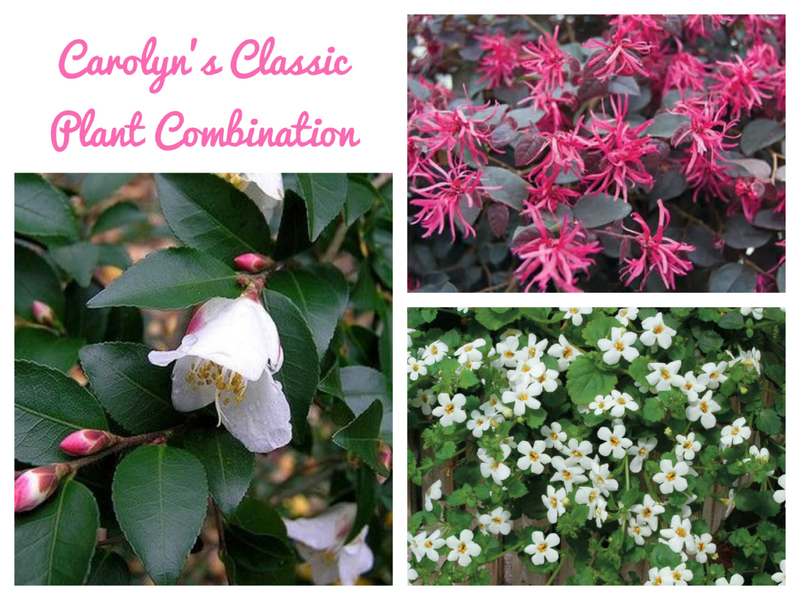 Petite Flowers and Foliage, Citrus & Tough Indoors