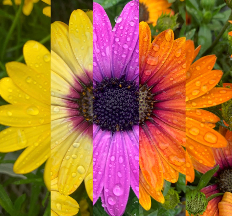 HAPPY SPRING Lovely Lavenders & Fathers Day Gifts