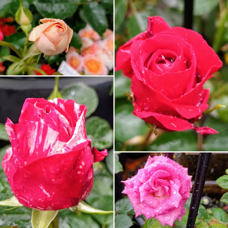 Get your garden HUMMING! OPEN CUP DAY