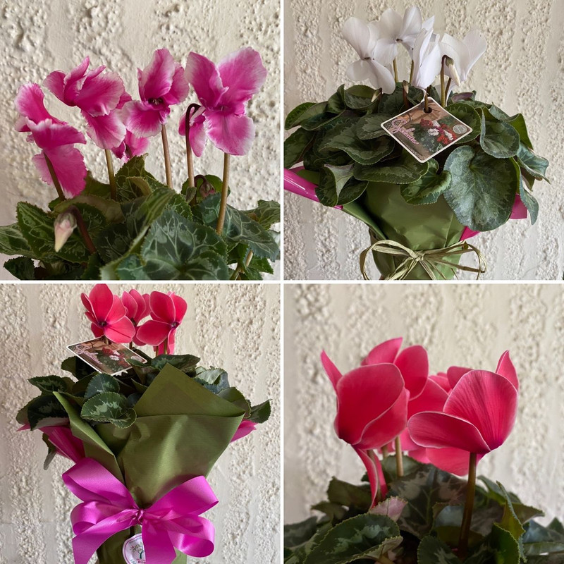 Bird-Attracting Natives, Cylamen & Baby Pots