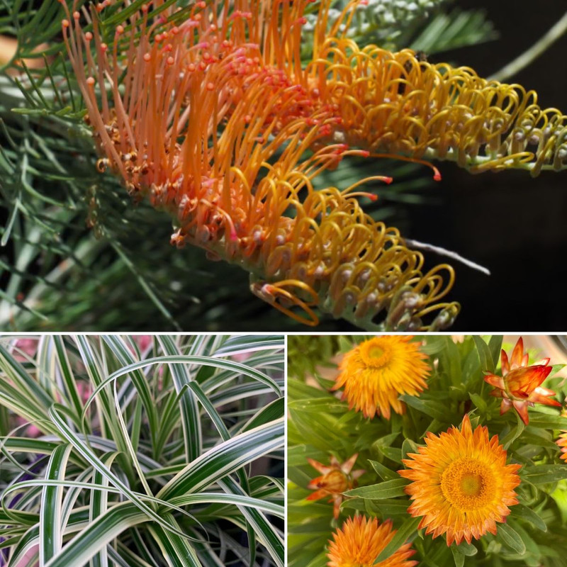 BULBS NOW IN PLUS Super-Tough Foliage & Flowers
