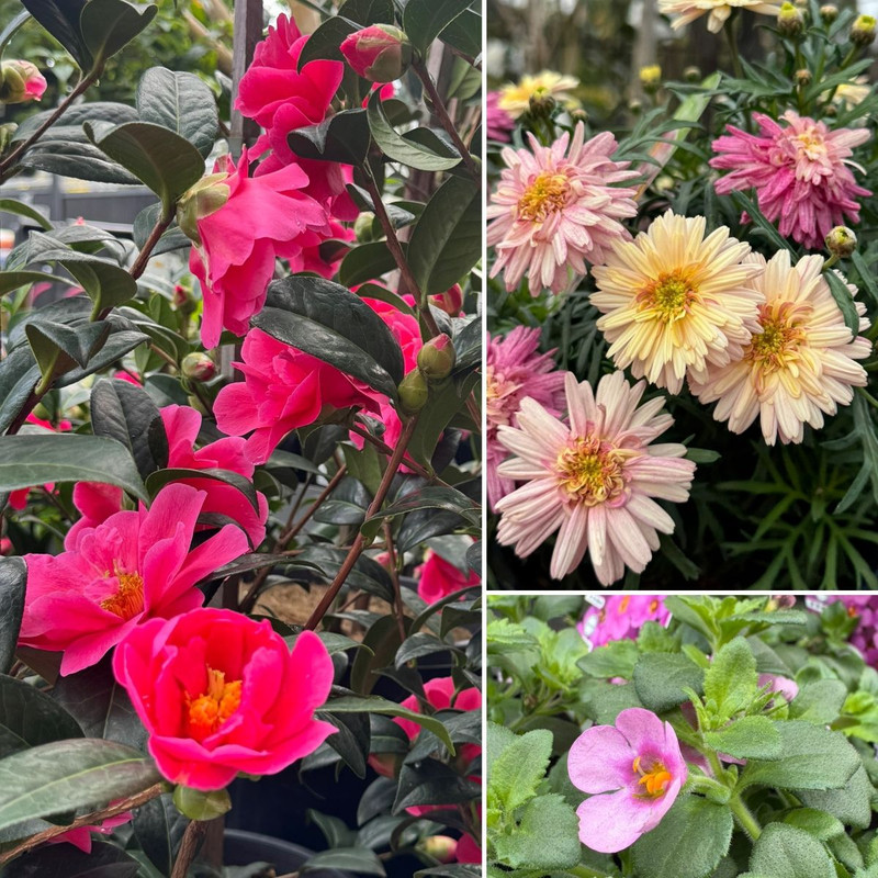 PRETTY PINKS AGLOW & RAINY INDOOR DAYS