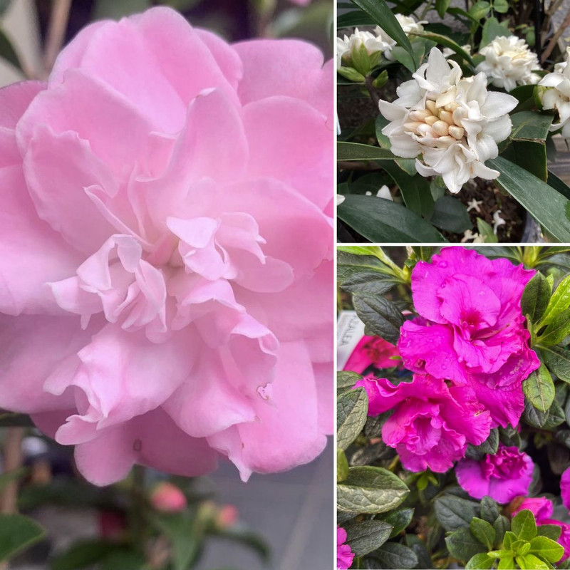 Sweet Blooms for MONTHS! PLUS 50% OFF MEMPHIS&BARREL POTS