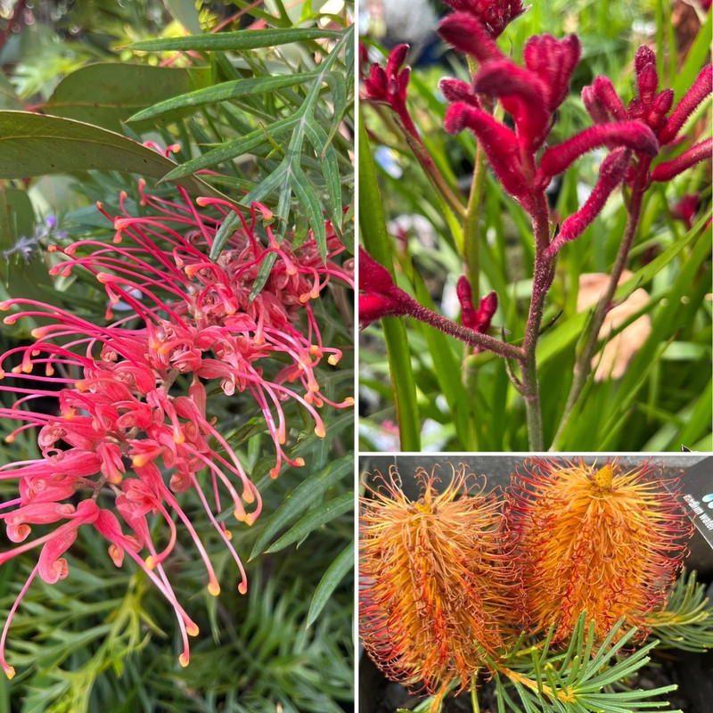 Warm Natives, Superfoods & Prickly Indoors