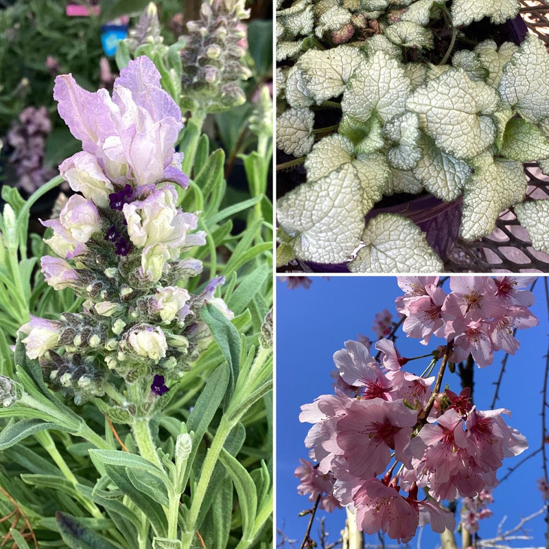 Blue Skies & BLOOMS & GIFTS2GO