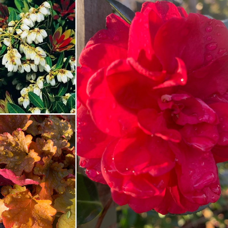 Warm Winter Colours & Home-Grown Tea