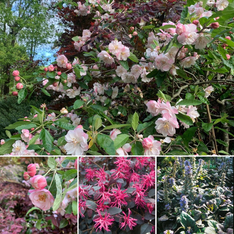 OPEN Cup Day Weekend Vivid Vincas & Terrific Tomatoes