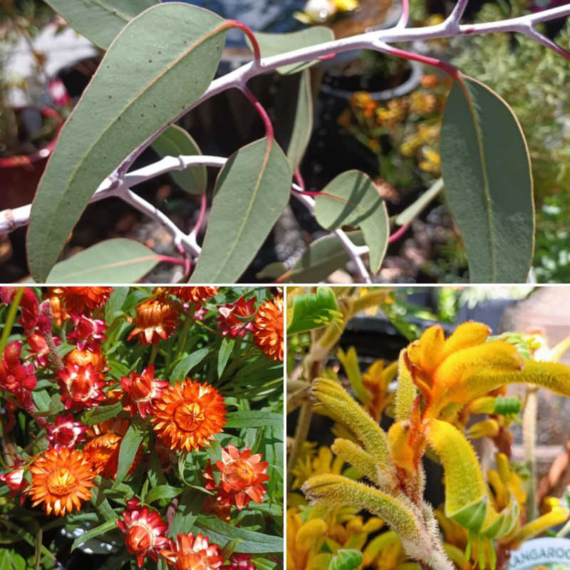 CELEBRATE AUSTRALIA DAY IN THE GARDEN