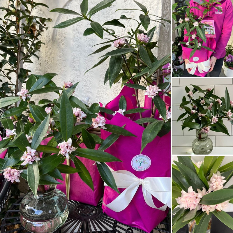 Pinktastic Blooms & Fantastic Fenestrations