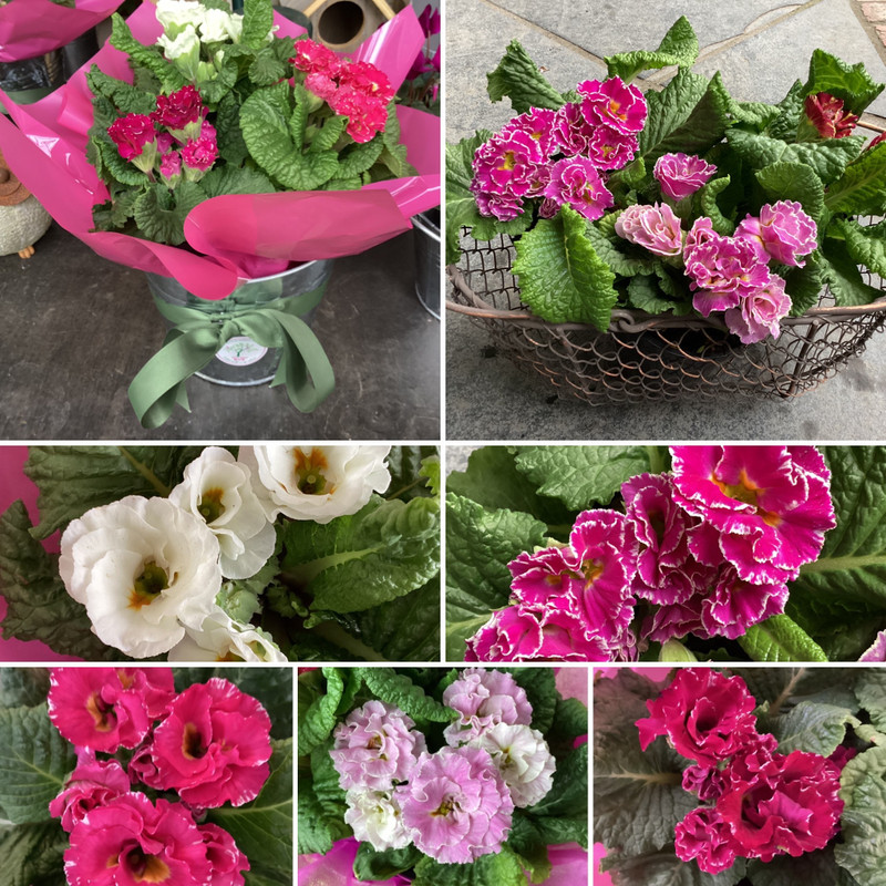 Frilly primrose fancy succulents & native flowering colours