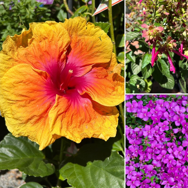 A Fabulously Flowery Autumn & CYCLAMEN NOW IN