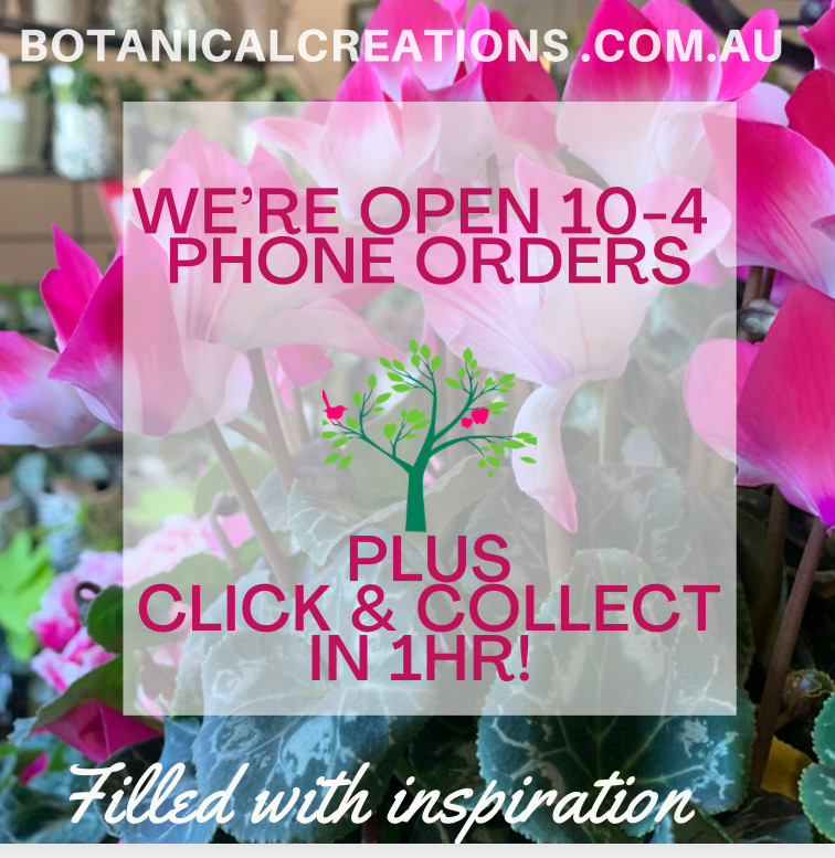 Need INSPIRATIONS? We’re Open 10-4 orders CLICK & COLLECT in 1hr.
