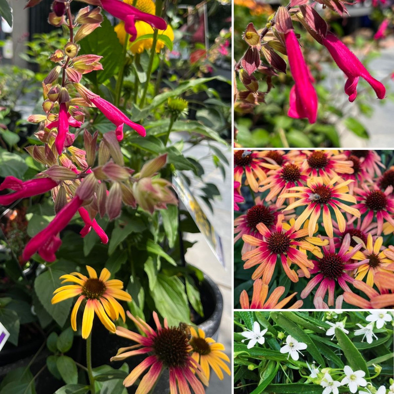 Flowers, Bees & Butterflies