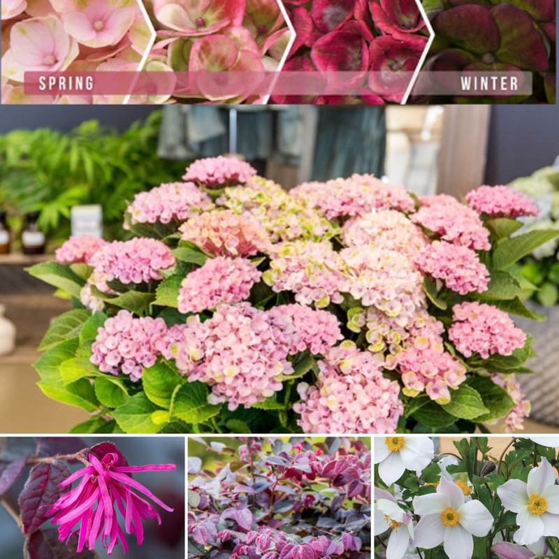 Blossoming Beauties For Part Sun