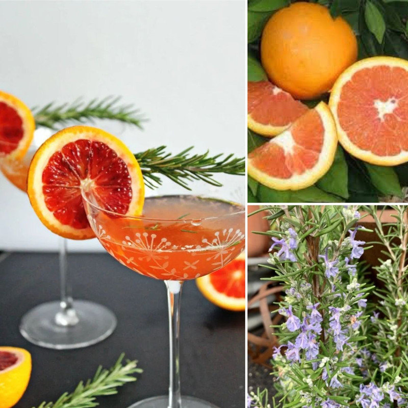 Valentines Chillies Blood Orange Cocktail Propagation Stations