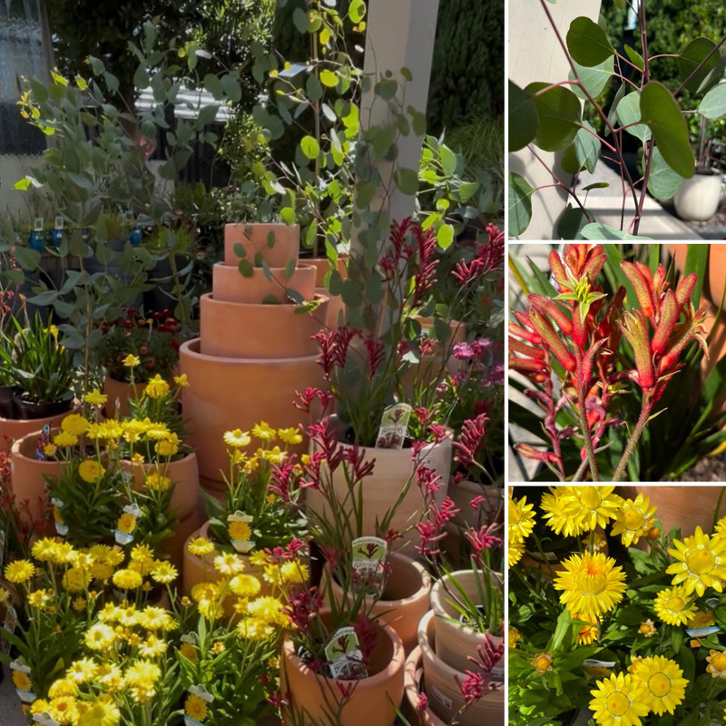 Aussie Spirit- Natives bursting with colour!
