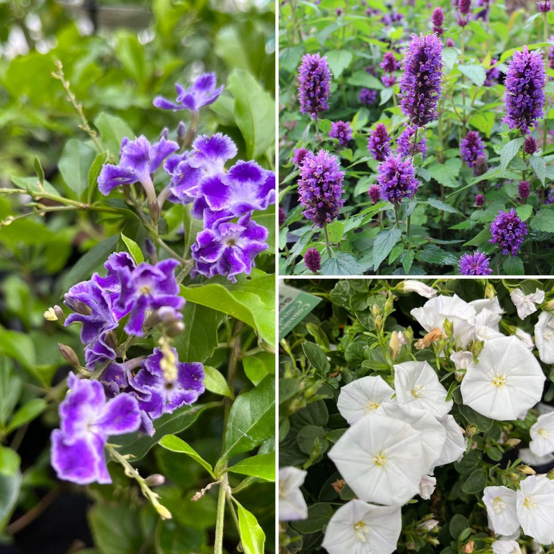 Purple + White Classic Combo