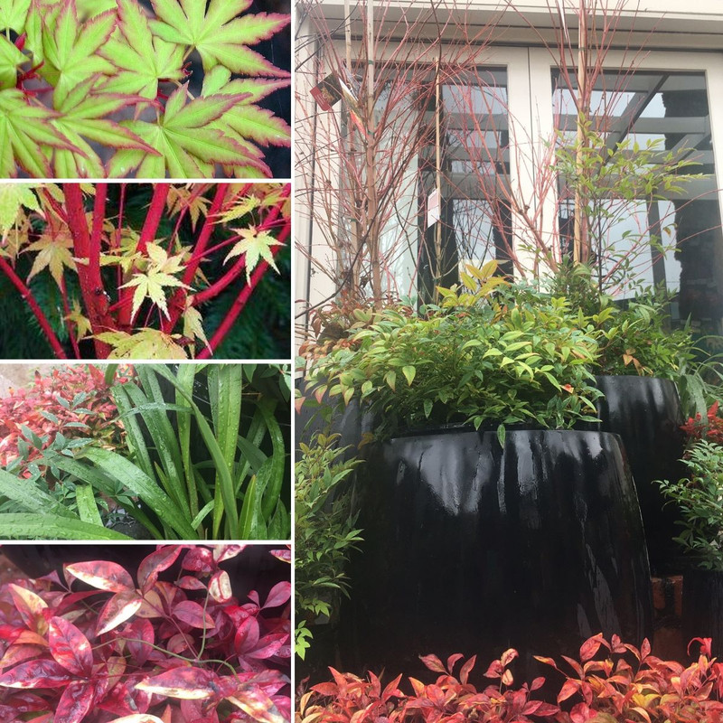 WINTER Flowers, Foliage and Fab Orchids