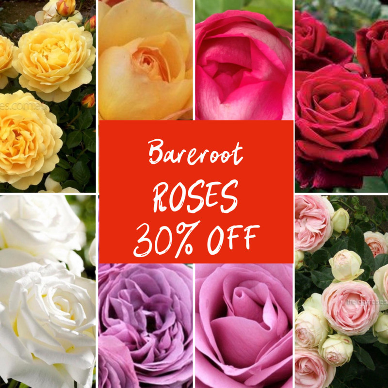 30% OFF BR ROSES, NEW ZYGO CACTUS Wooly Natives