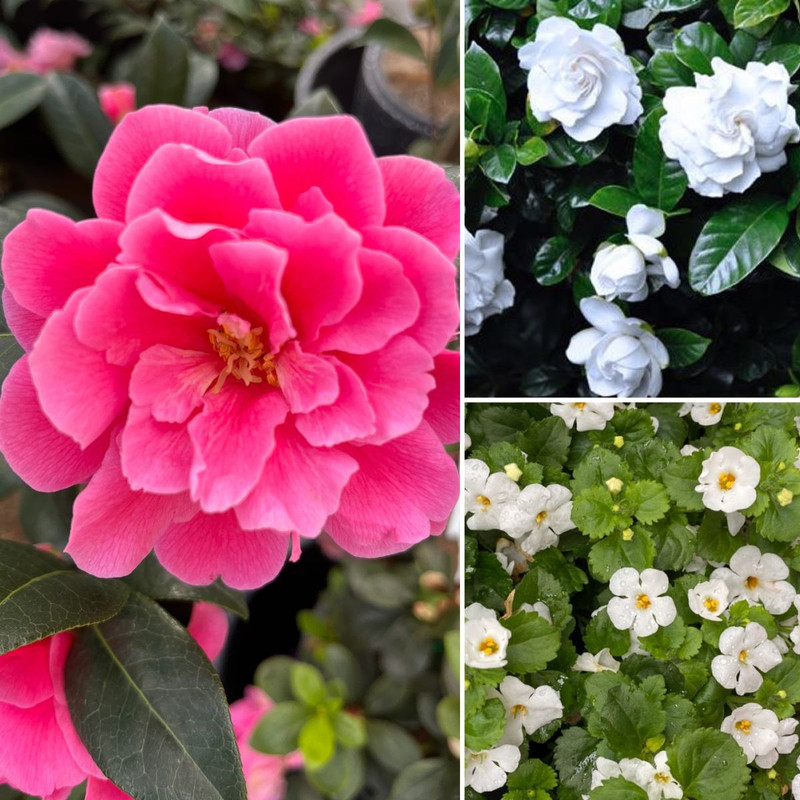 BIRD BATHS 20% OFF - Flowering NOW!