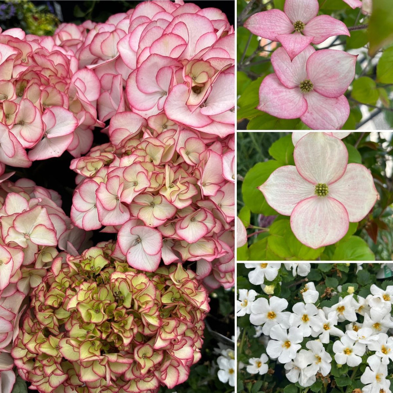 Chique Blooms & Great Value GIFTS2GO