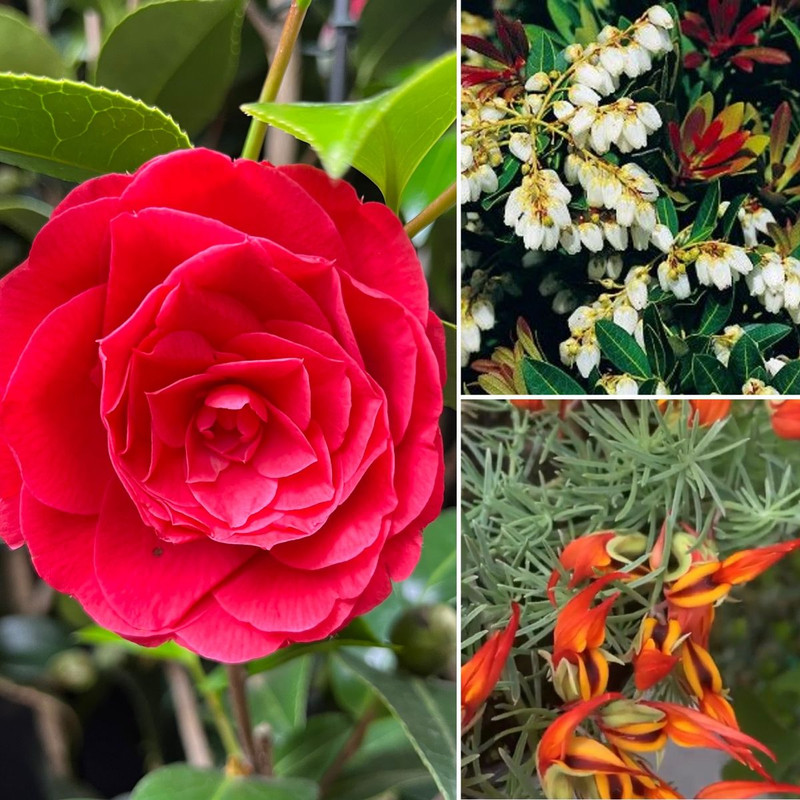 Powerful REDS Rusty Pots & Rosy Indoors