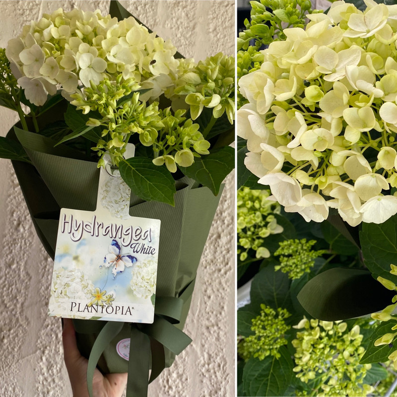 BASIL & HYDRANGEAS JUST ARRIVED