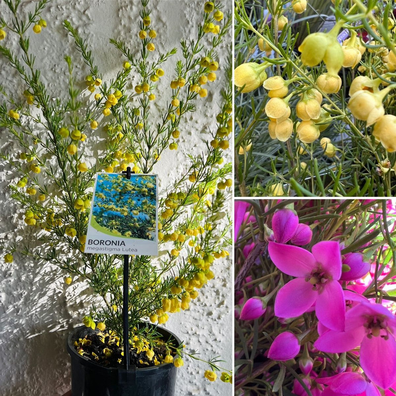 BEAUTIFUL BORONIA flowering natives & EASY INDOORS