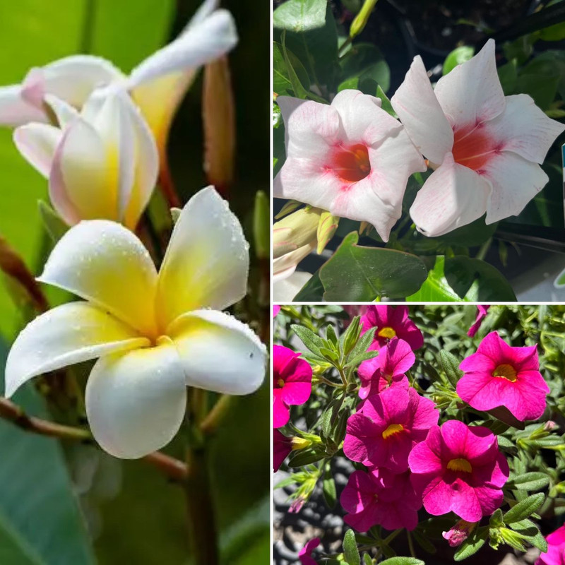 Say ALOHA to Summer! Frangipani & Mandevillas