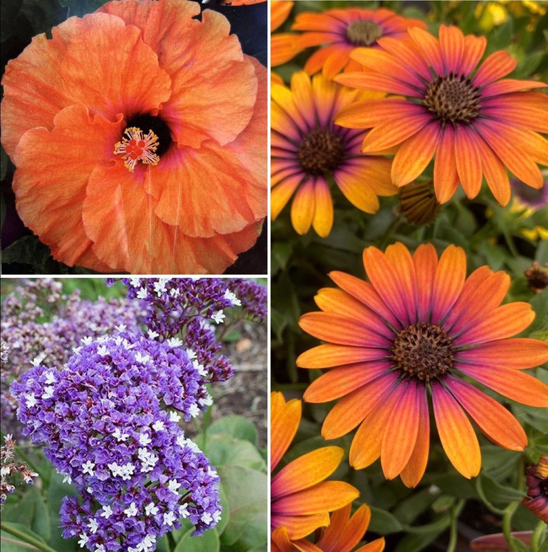 It's Heating Up! Orange & Purples for the Sun