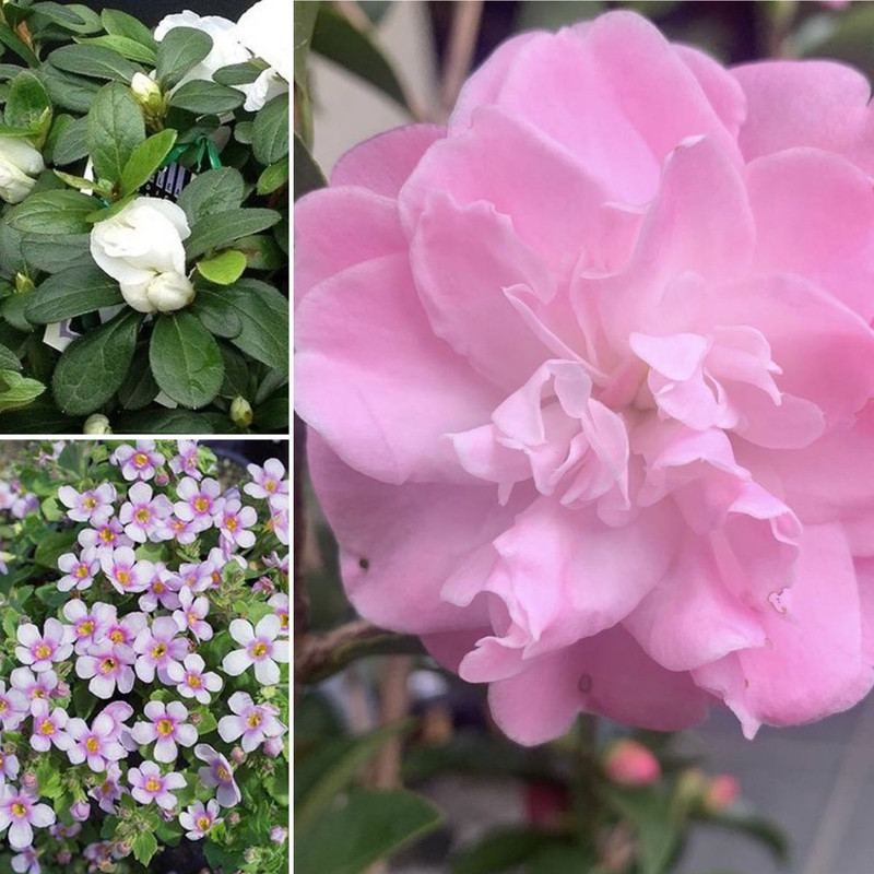 SWEET AS CAMELLIAS & Rosy Indoors