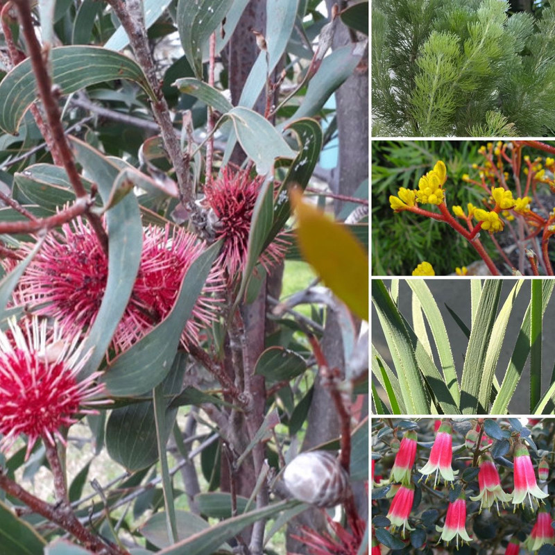 BULBS ARRIVED & MIFGS WILD DESIGN INSPO