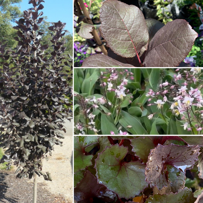 30% OFF OUTDOOR POTS AND DOOR MATS, and DYNAMIC COLOUR AND DRAMATIC FOLIAGE