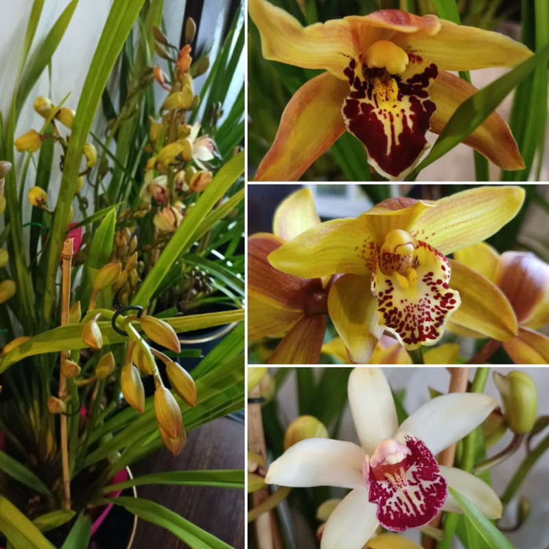 Cymbidium Orchids & Cool Cacti NOW IN