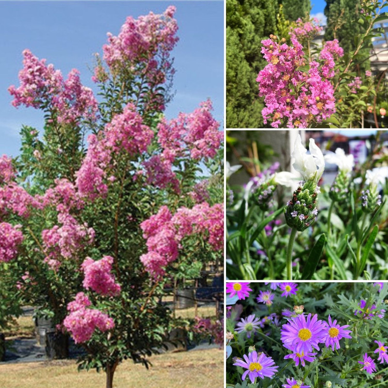 ST PATS SWEET PEAS & INDIAN SUMMER BLOOMS