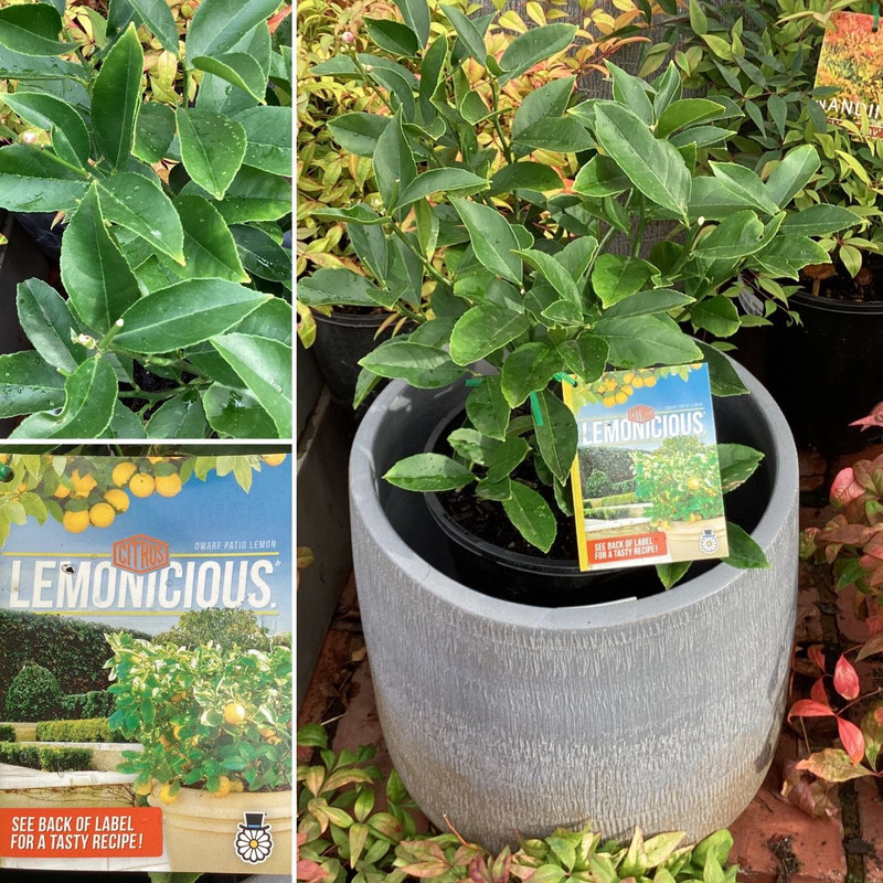 JUST ARRIVED - STORMY FROST & AVALANCHE + Bright And Hardy Indoor Colour