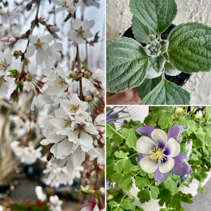 Silver White & Blue Spring Beauties