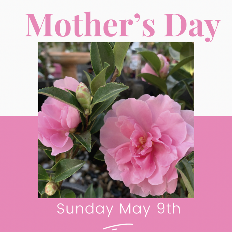 Mother's Day Gifts All Wrapped Up - With Love