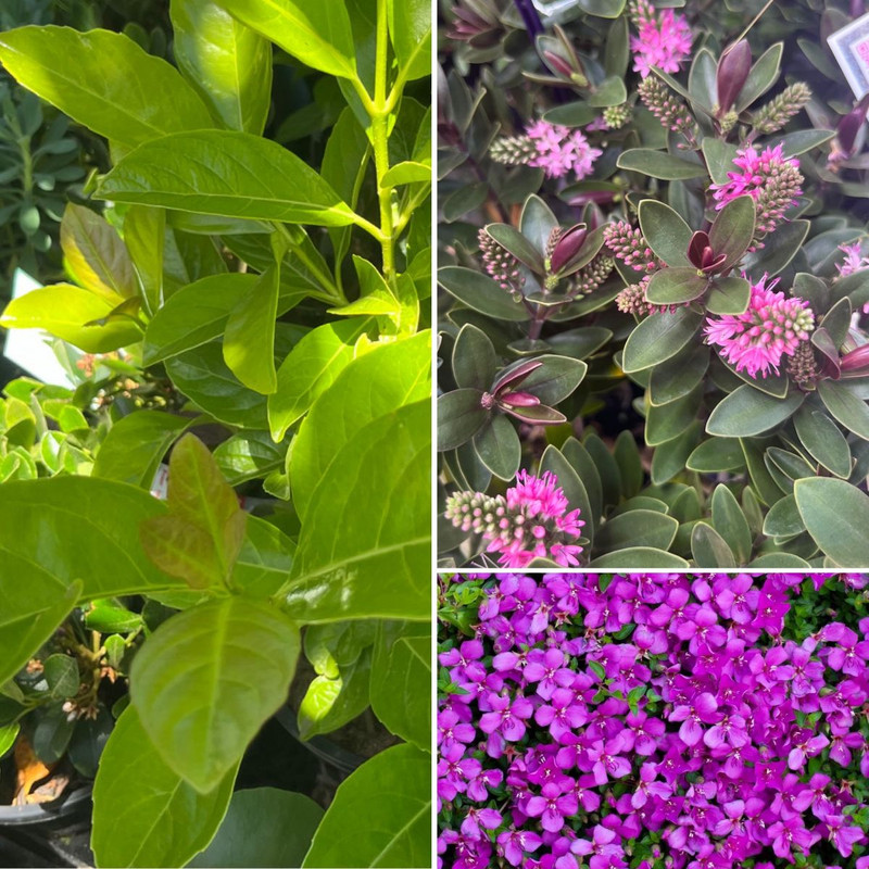 PINK & LIME GREEN Flowers and Foliage