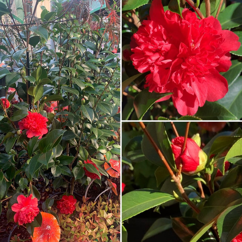 Warm Volcanoes, Cherry Candles and Unique Flamingos