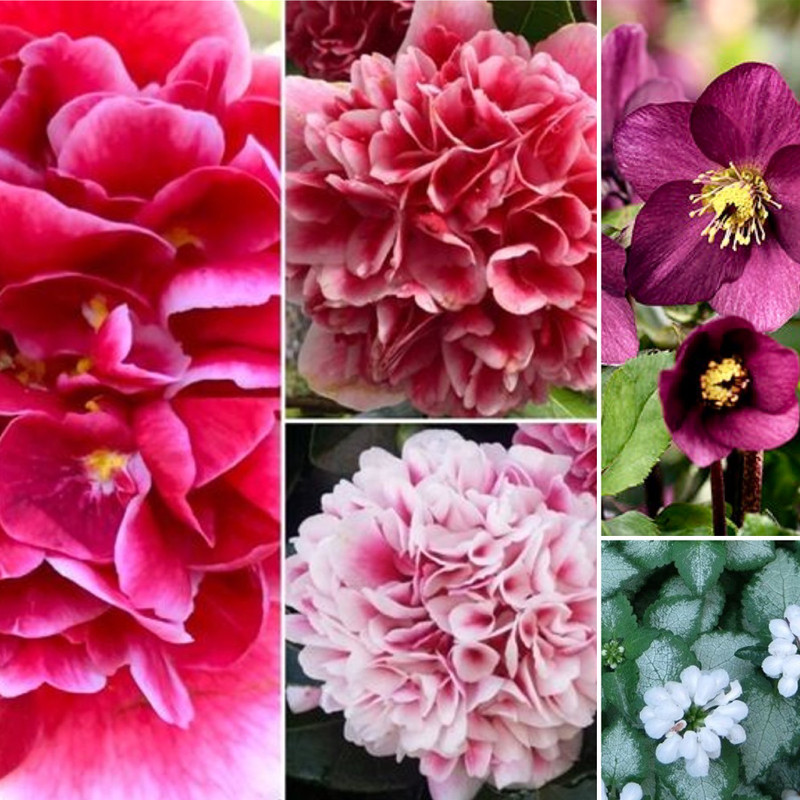 RED POPPIES  Pink Hues 