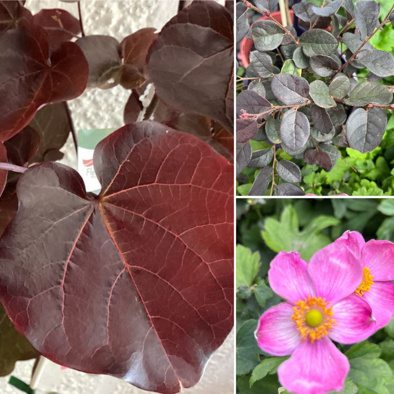 Fantasy Ruby & Merlot Foliage