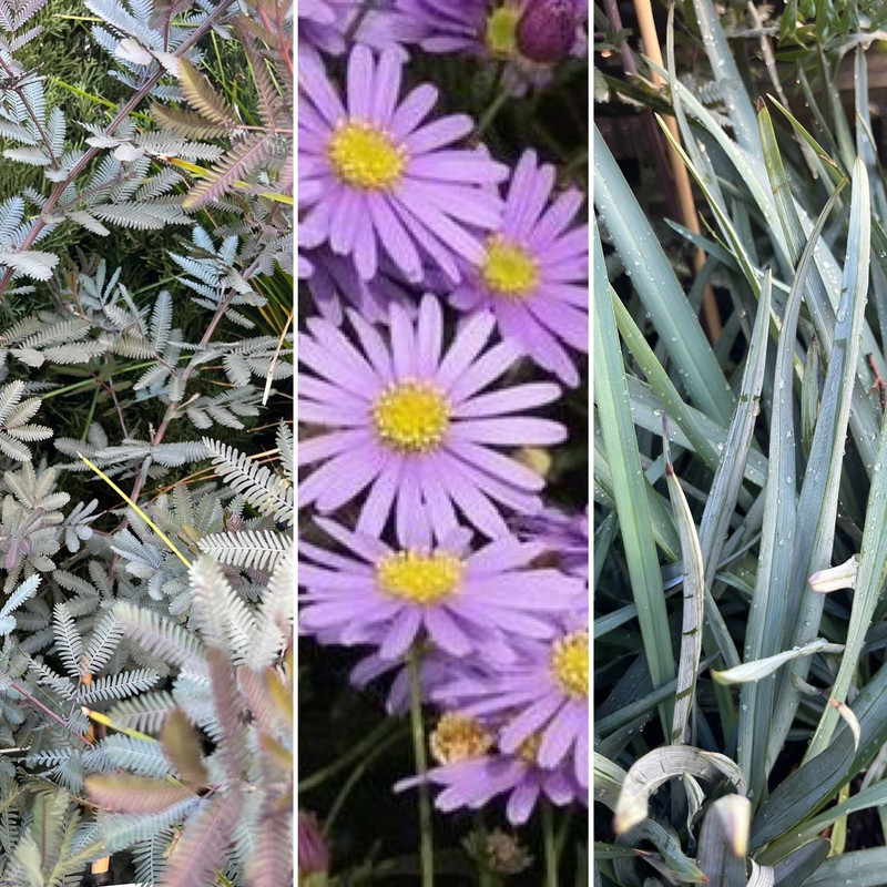 RICH NATIVE CONTRASTING COLOUR